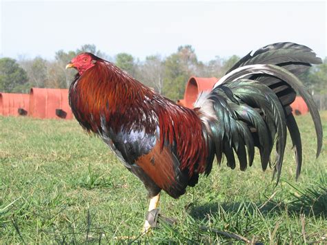 Kelso roundhead gamefowl. Things To Know About Kelso roundhead gamefowl. 